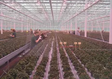 For each department, depending on the crop, screens, lamps and even the entire greenhouse layout is tailor-made. Here, in the cyclamen department, investments have also been made in LED.